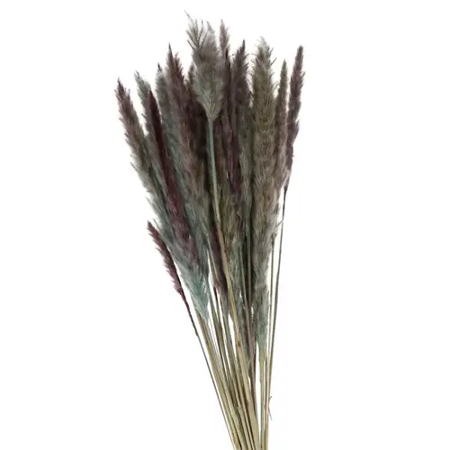 Trocken Pampasgras Fluffy grau/blau L80cm
