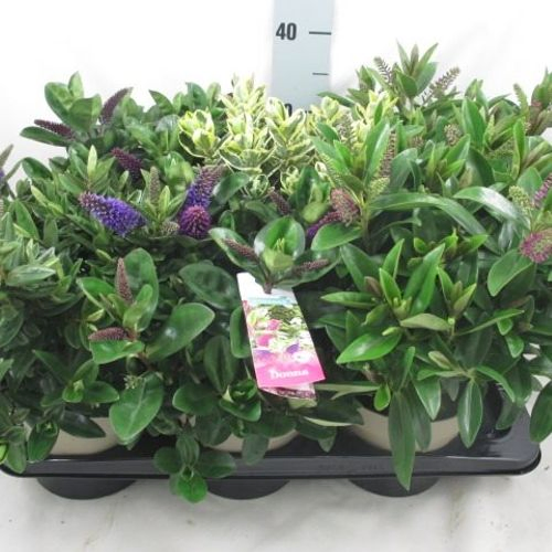 Hebe Addenda mix T15 H35