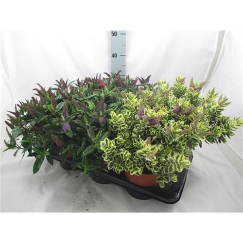 Hebe Addenda mix T15 H35
