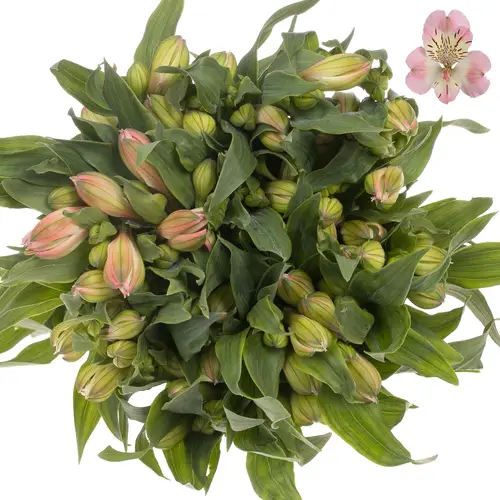 Alstromerie rosa Wonder Sweet 80 Gramm 75cm