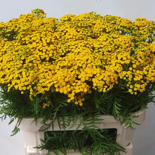 Tanacetum gelb vulgare Lemonade 80cm