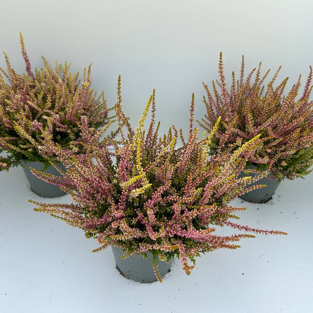 Calluna BL gelb/rosa Anna Sophie T13 H023