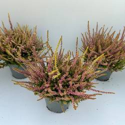 Calluna BL gelb/rosa Anna Sophie T13 H023
