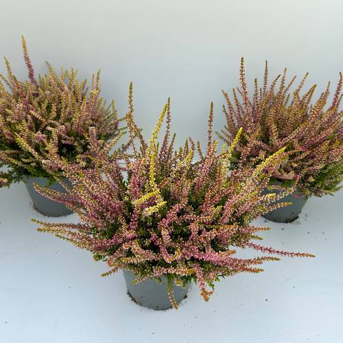 Calluna BL gelb/rosa Anna Sophie T13 H023
