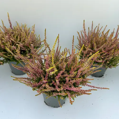 Calluna BL gelb/rosa Anna Sophie T13 H023