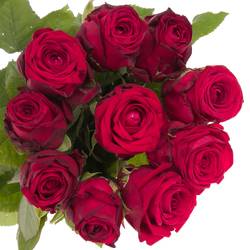 Rose rot Red Naomi (Marjoland) 70cm