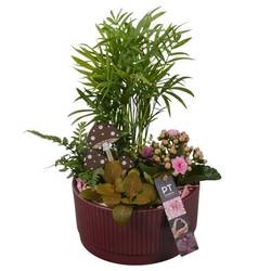 Chamaed.Arr PTHI5589 Herbst T19 H036