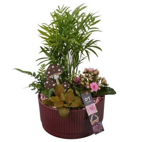 Chamaed.Arr PTHI5589 Herbst T19 H036