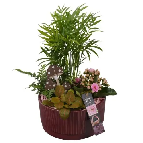 Chamaed.Arr PTHI5589 Herbst T19 H036