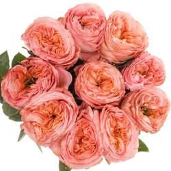 Rose rosa Mandarin X-Pression (Ec) 60cm X10