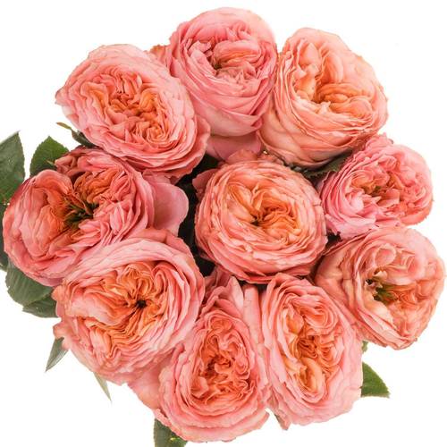 Rose rosa Mandarin X-Pression (Ec) 60cm X10