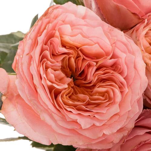 Rose rosa Mandarin X-Pression (Ec) 60cm X10