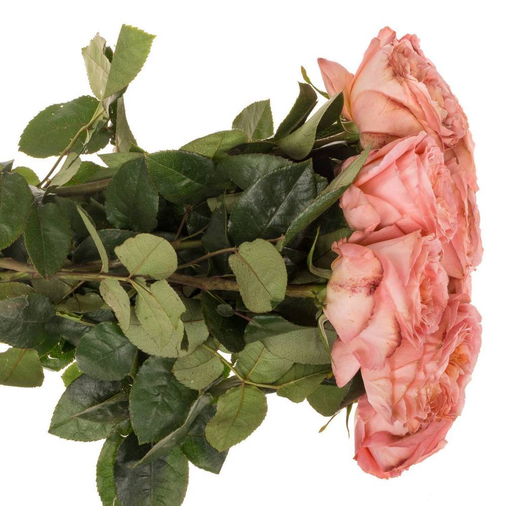 Rose rosa Mandarin X-Pression (Ec) 60cm X10