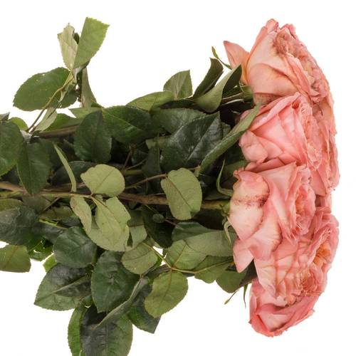 Rose rosa Mandarin X-Pression (Ec) 60cm X10