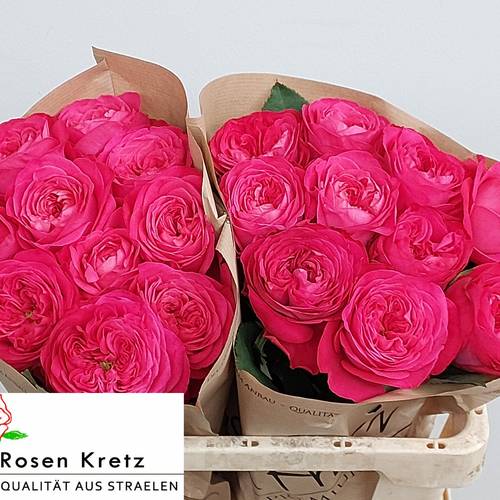 Rose rosa Girlfriend gefüllt 50cm
