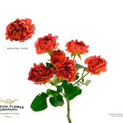 Rose verzweigt Hashtag Yang