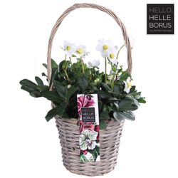 Helleborus niger Chr.Carol im Korb T19 H40