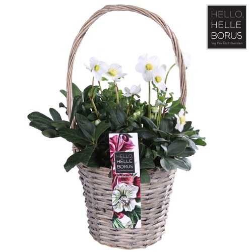Helleborus niger Chr.Carol im Korb T19 H40