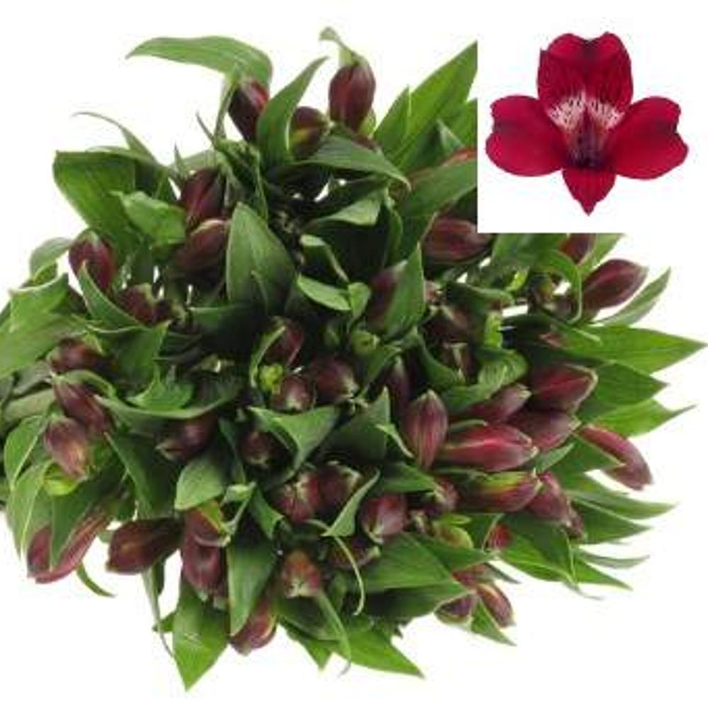 Alstroemerie fuchsia cerise Noize 65 Gramm 72cm