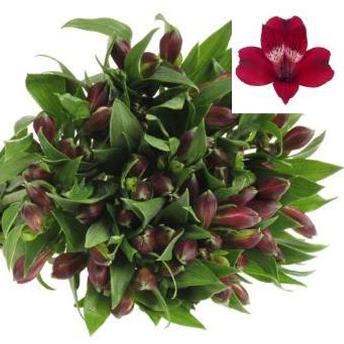 Alstroemerie fuchsia cerise Noize 65 Gramm 72cm