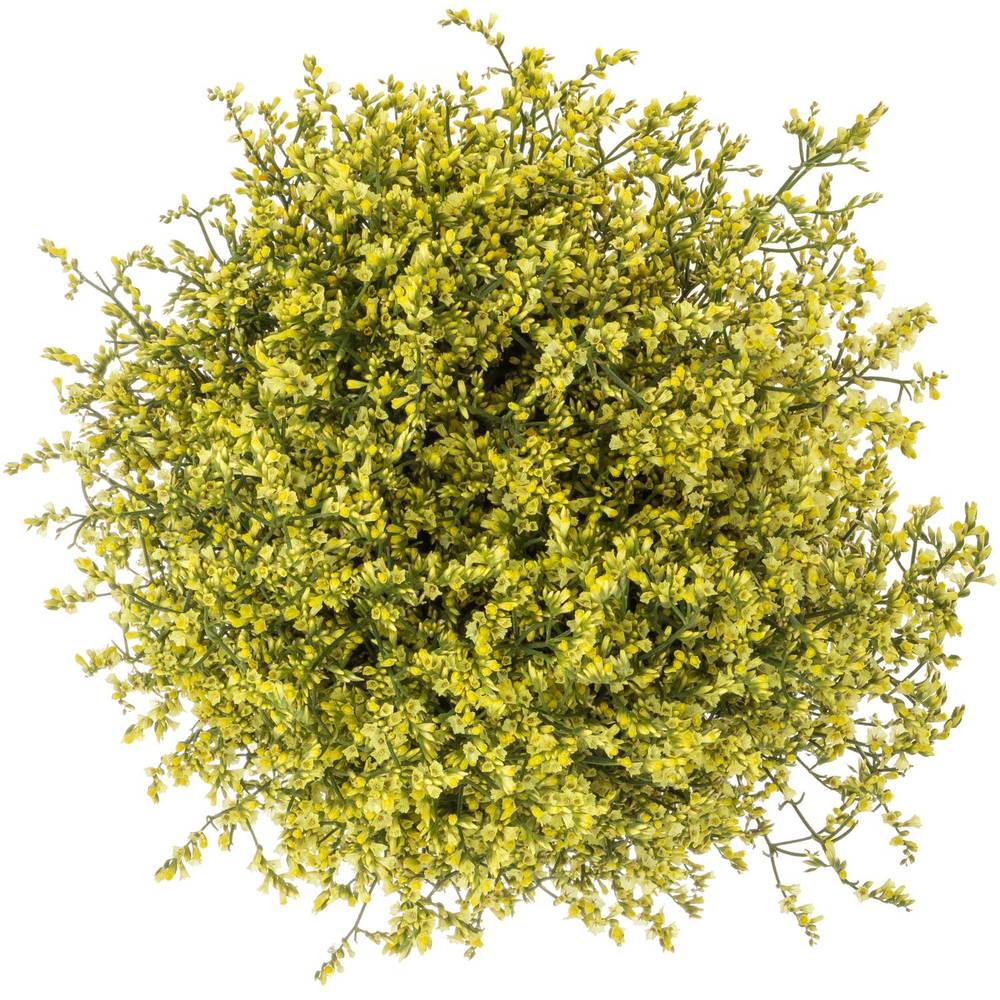 Limonium gelb China Summer 32 Gramm 80cm