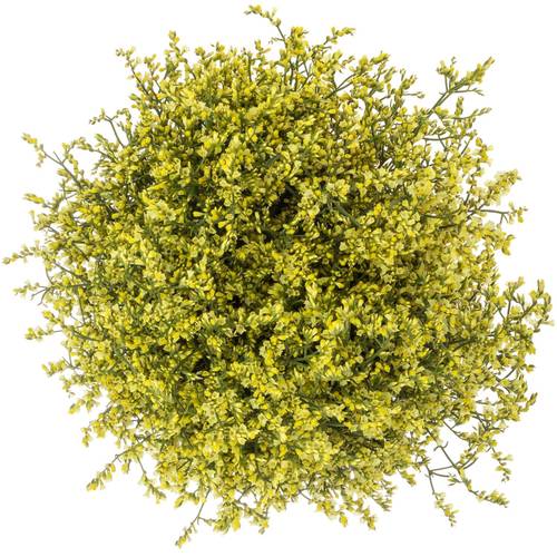 Limonium gelb China Summer 32 Gramm 80cm