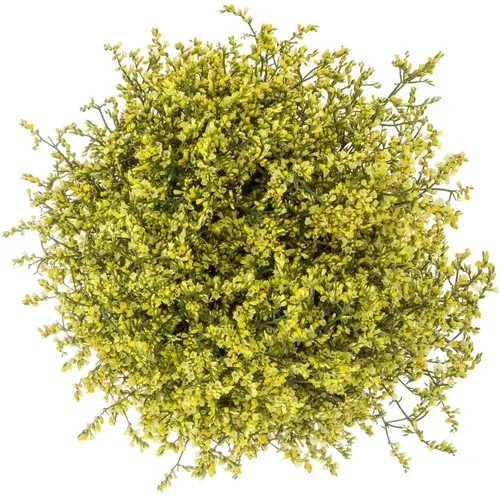 Limonium gelb China Summer 32 Gramm 80cm