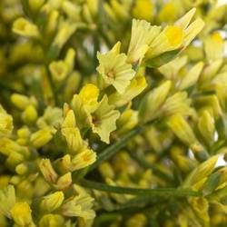 Limonium gelb China Summer 32 Gramm 80cm