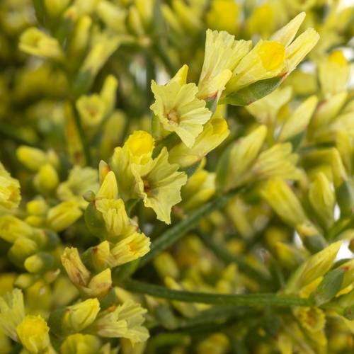 Limonium gelb China Summer 32 Gramm 80cm