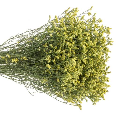 Limonium gelb China Summer 32 Gramm 80cm