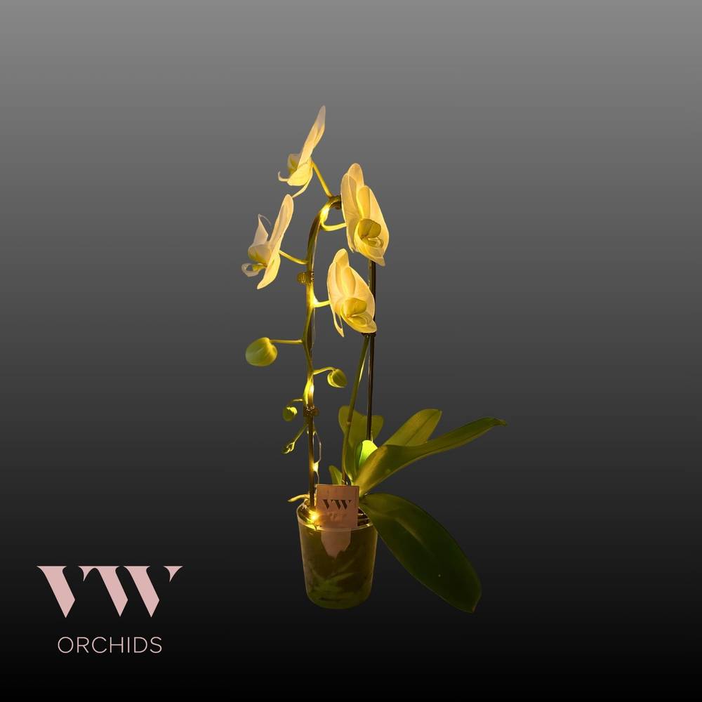 Phal.1-R weiss Cascade mit Licht T12 H045