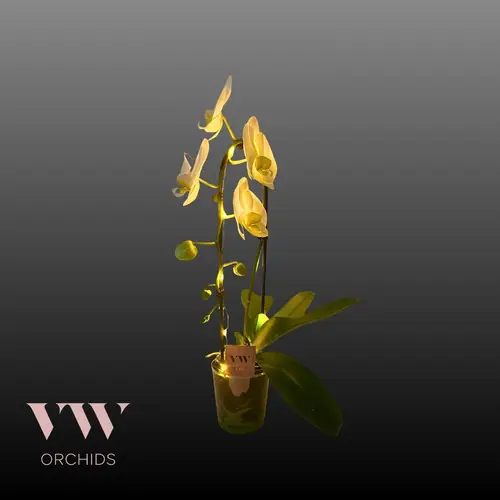 Phal.1-R weiss Cascade mit Licht T12 H045