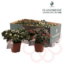 Azalea rot/weiss mix T12 H25