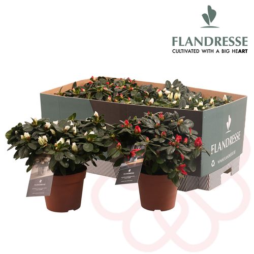 Azalea rot/weiss mix T12 H25