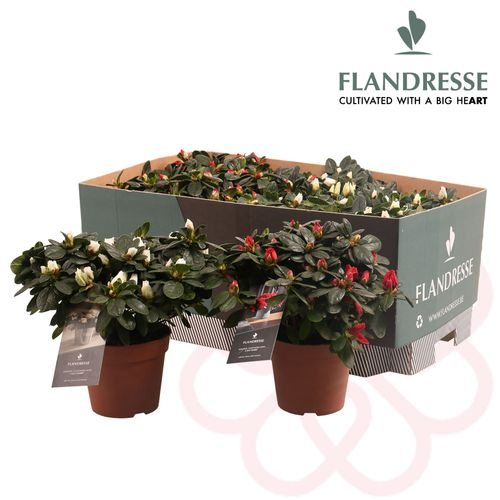 Azalea rot/weiss mix T12 H25