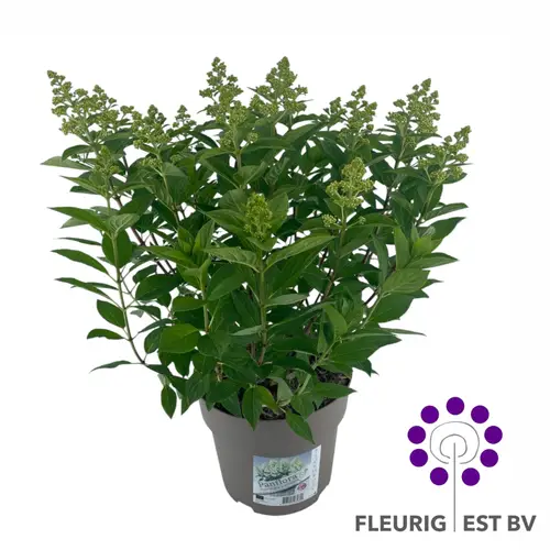 Hydrangea Paniculata Panflora T23 H055