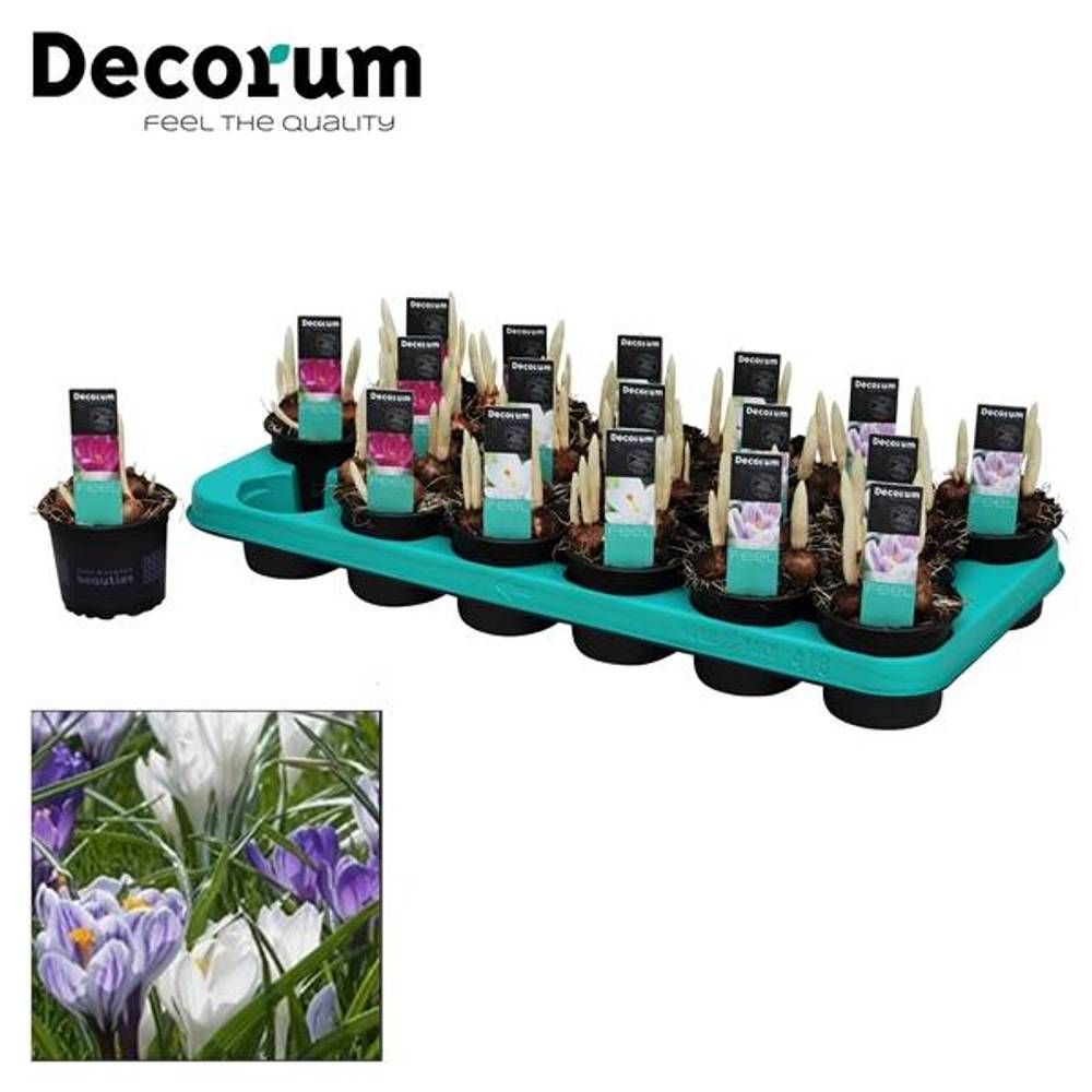 Crocus 3er mix T09 H15