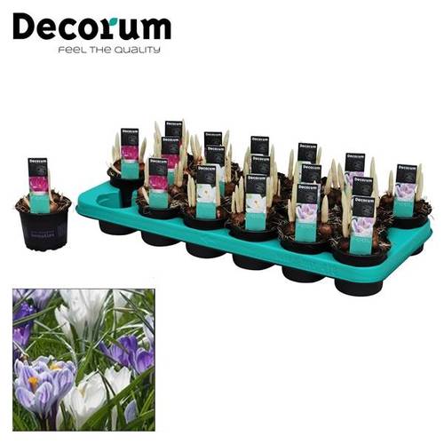 Crocus 3er mix T09 H15