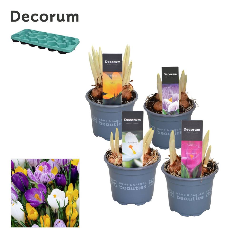 Crocus 3er mix T09 H15