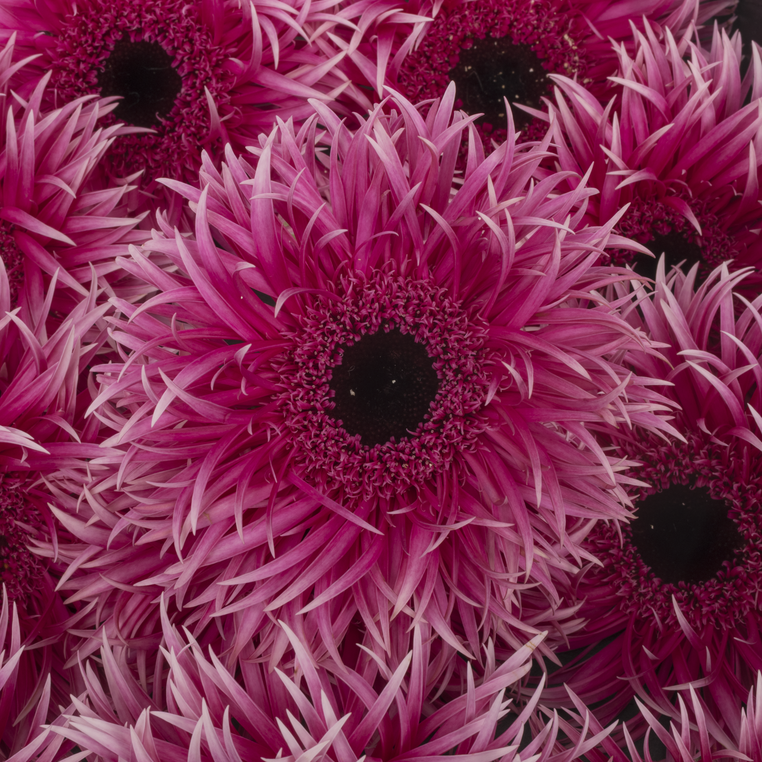 Gerbera rosa/weiss Spin Victory