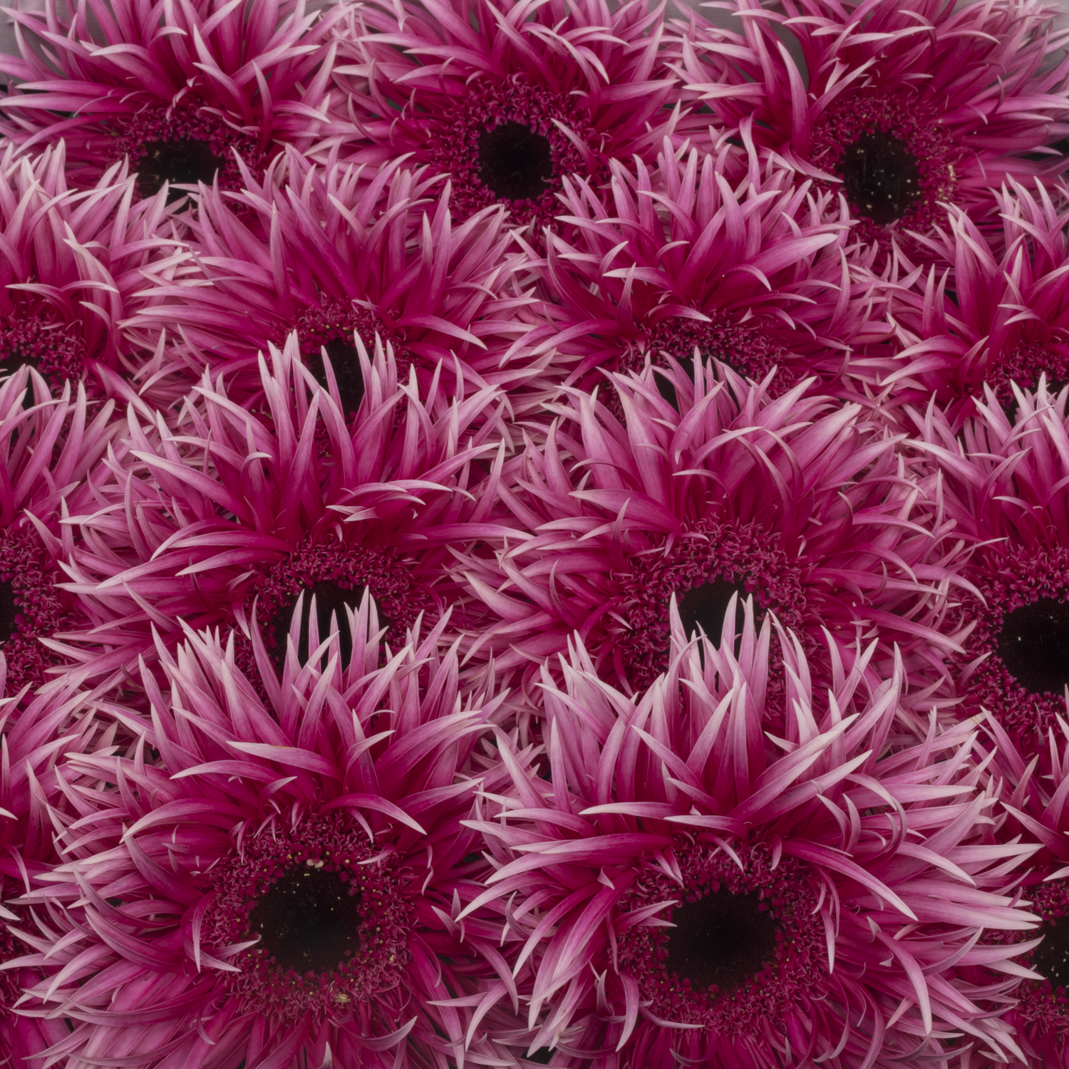 Gerbera rosa/weiss Spin Victory