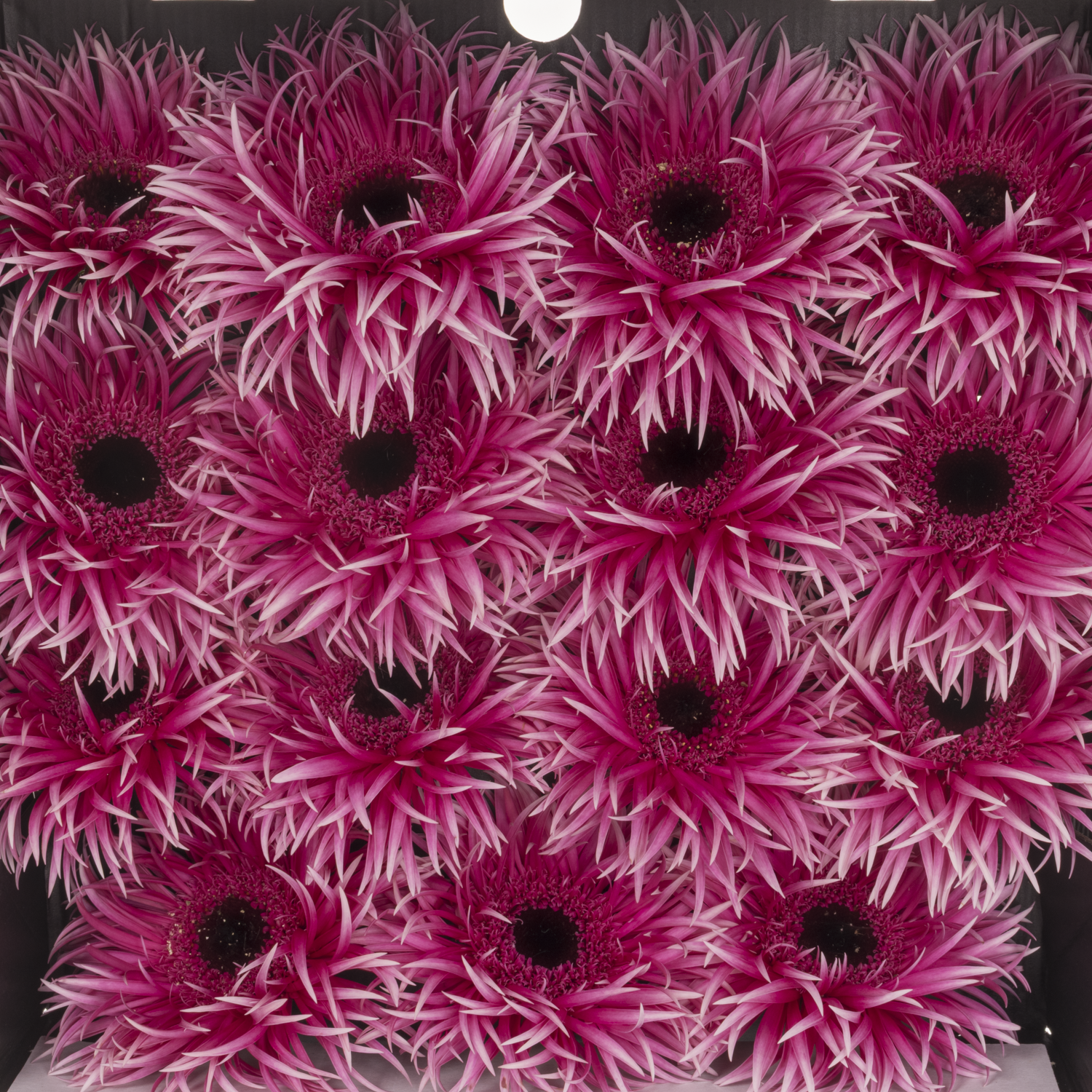 Gerbera rosa/weiss Spin Victory