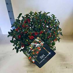 Ilex Blue Maid Kügel mit Beere T28 H060