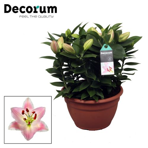Lilien 9er Oriental rosa T25 H40