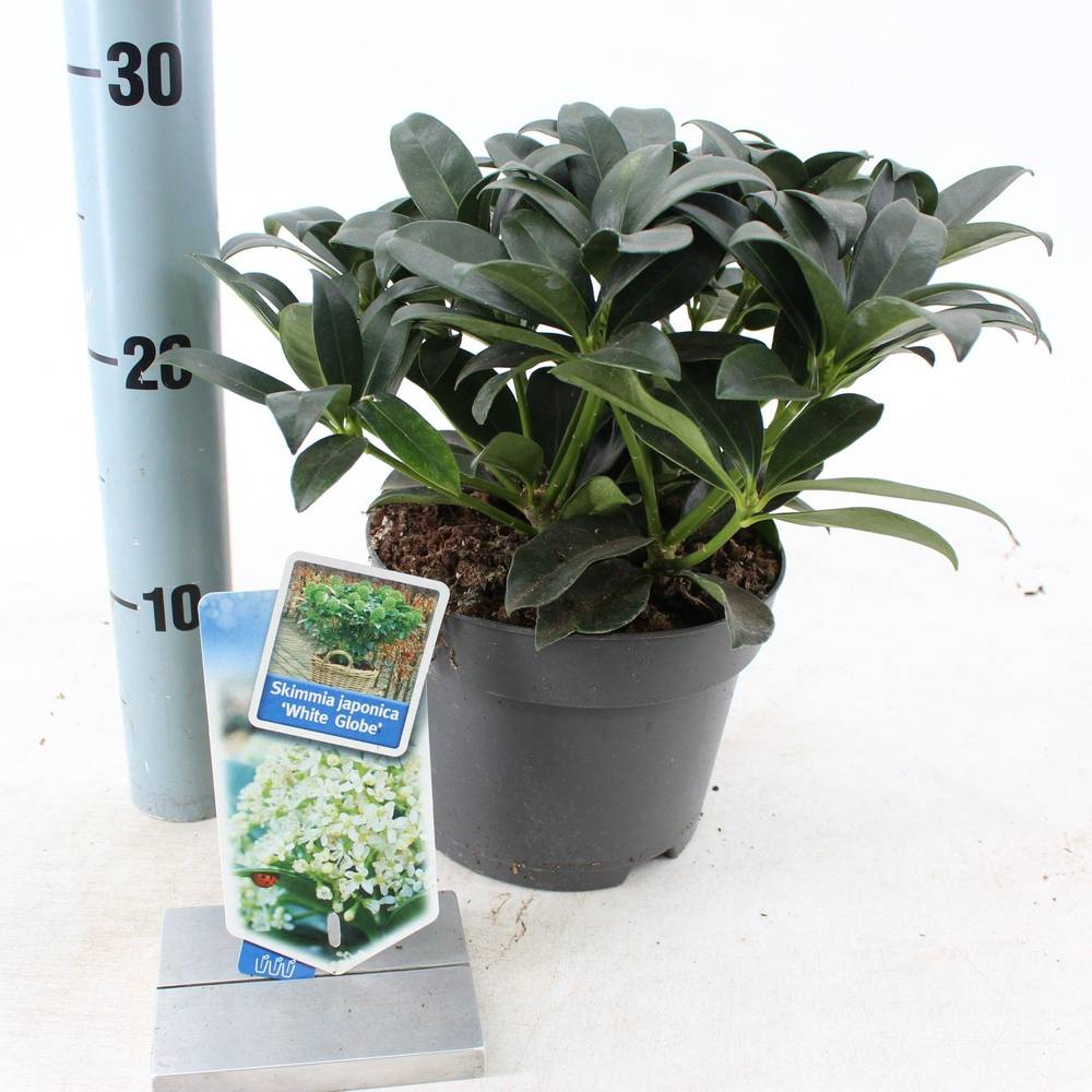 Skimmia Jap. weiss White Globe T17 H025