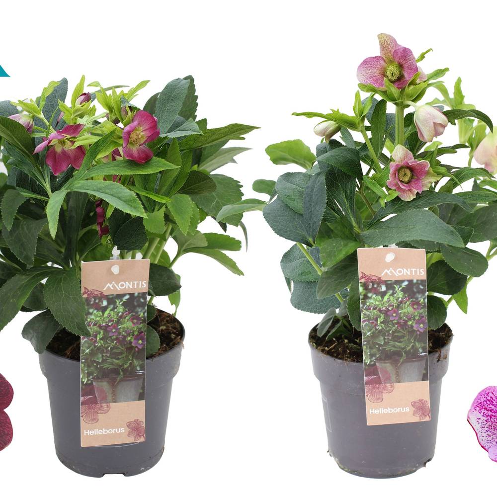 Helleborus Orientalis rot/rosa T12 H026