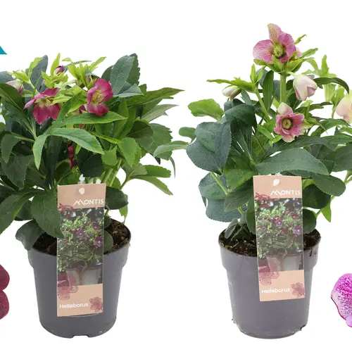 Helleborus Orientalis rot/rosa T12 H026