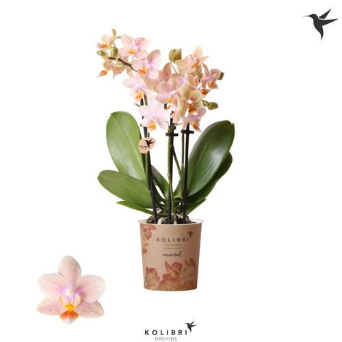 Phal.2-R Ivoorküste Kolibri T09 H40