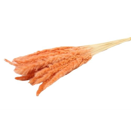 Trocken Pampasgras Fluffy hellorange L75cm