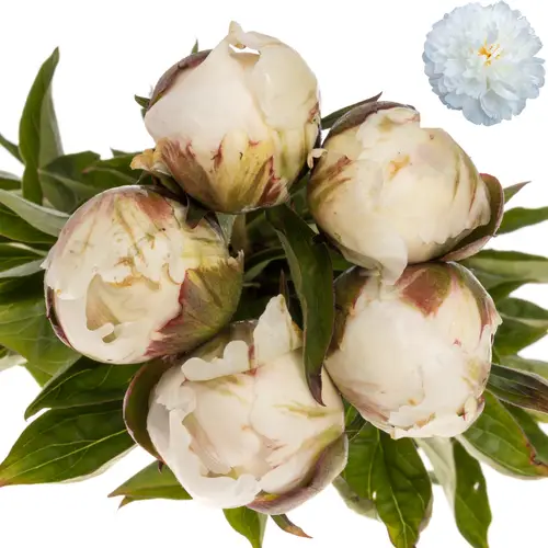 Pfingstrose weiss Saraha 55cm